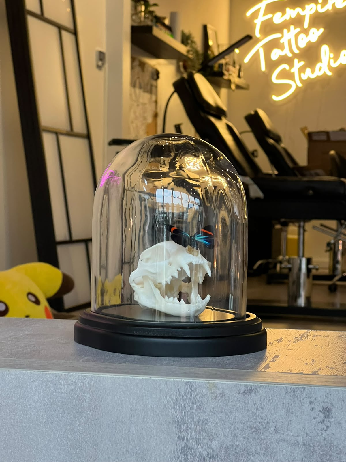 Een schedel onder een glazen stolp als decoratie in de studio